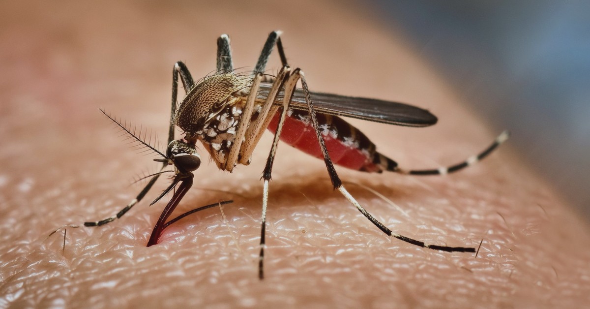 Predicción de Dengue con ML